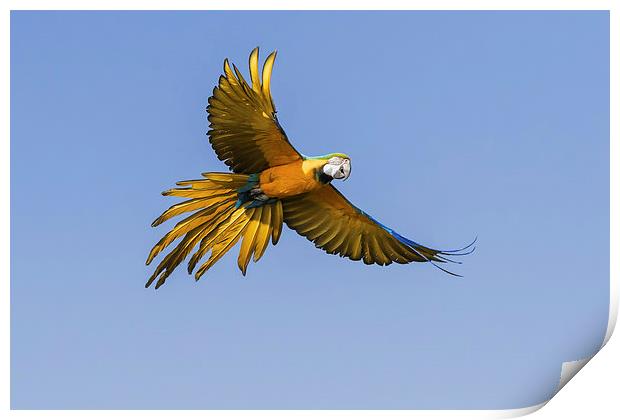 Colourful Blue and yellow macaw in flight  Print by Ian Duffield