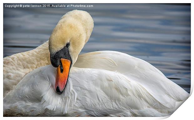 Preening Time Print by Peter Lennon
