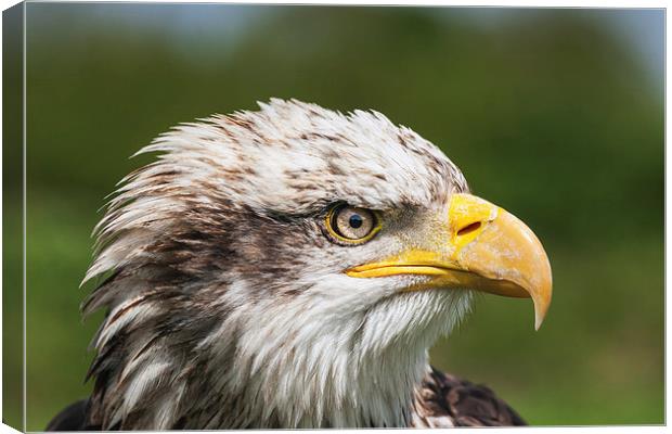  Magnificent young Bald Eagle close-up portrait Canvas Print by Ian Duffield