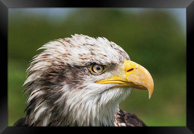  Bald Eagle close-up Framed Print by Ian Duffield