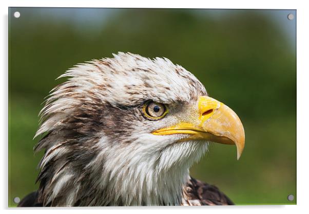  Bald Eagle close-up Acrylic by Ian Duffield