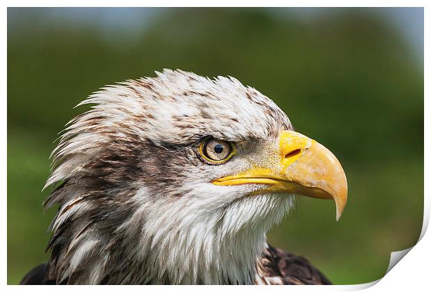  Magnificent young Bald Eagle close-up portrait Print by Ian Duffield