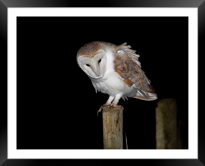   Barn Owl Framed Mounted Print by Ian Hufton