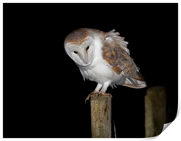   Barn Owl Print by Ian Hufton
