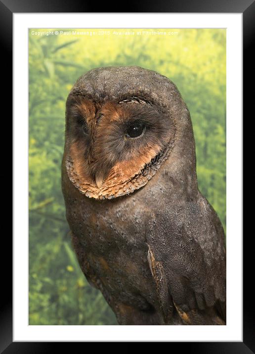 Black Barn Owl Framed Mounted Print by Paul Messenger