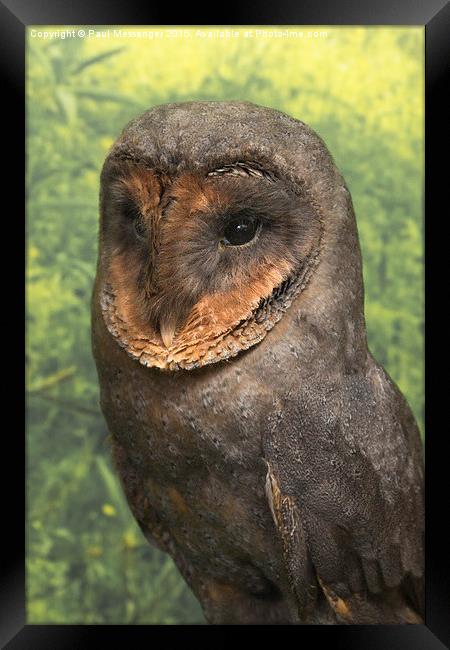 Black Barn Owl Framed Print by Paul Messenger