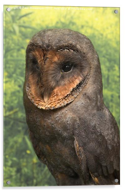 Black Barn Owl Acrylic by Paul Messenger