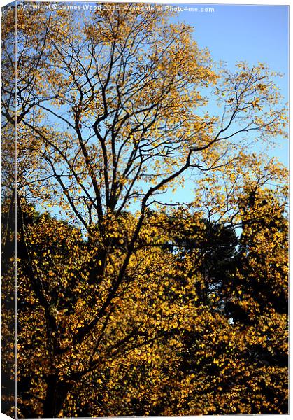  Autumn Gold Canvas Print by James Wood