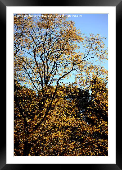  Autumn Gold Framed Mounted Print by James Wood