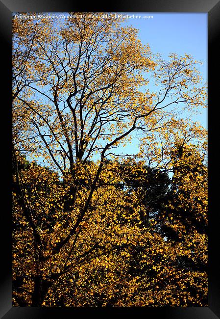  Autumn Gold Framed Print by James Wood