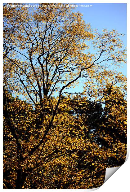  Autumn Gold Print by James Wood