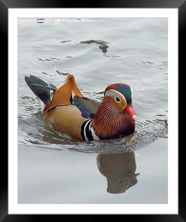 Mandarin Duck Framed Mounted Print by Graeme B