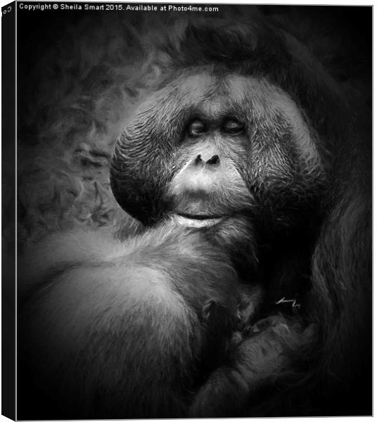  Male orang utan with young  Canvas Print by Sheila Smart