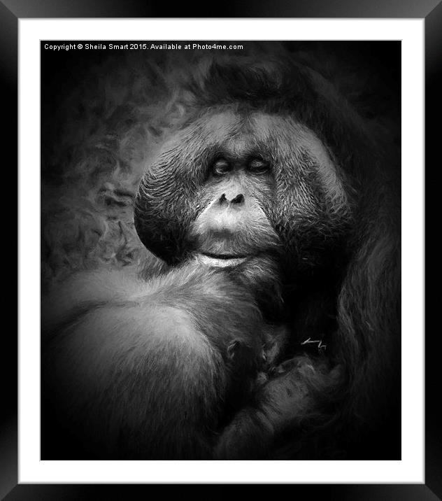  Male orang utan with young  Framed Mounted Print by Sheila Smart