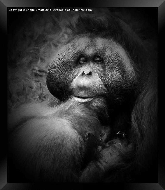  Male orang utan with young  Framed Print by Sheila Smart