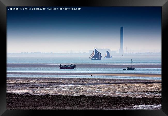  Thames sailing barges at Southend on Sea Framed Print by Sheila Smart