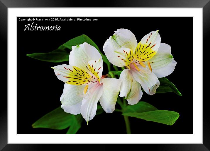 Alstromeria in all its glory Framed Mounted Print by Frank Irwin