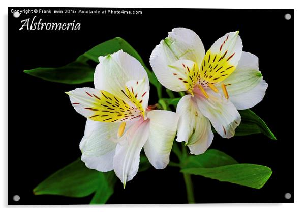 Alstromeria in all its glory Acrylic by Frank Irwin