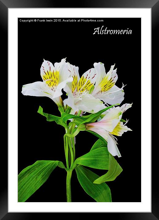 Alstromeria in all its glory Framed Mounted Print by Frank Irwin