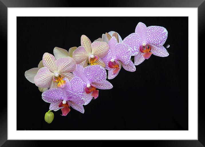 Orchids Framed Mounted Print by Stuart Thomas