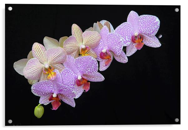 Orchids Acrylic by Stuart Thomas