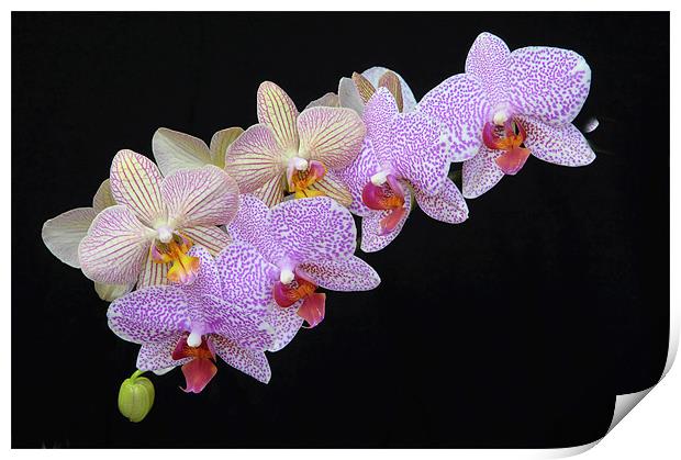Orchids Print by Stuart Thomas