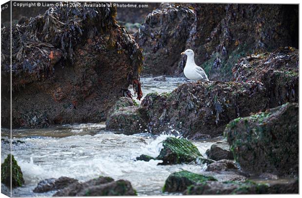 Gull on the rocks at Tenby. Wales, UK. Canvas Print by Liam Grant