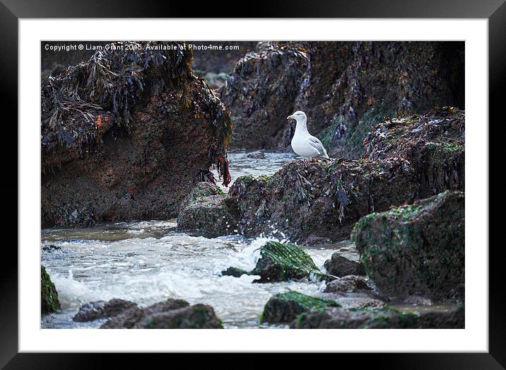 Gull on the rocks at Tenby. Wales, UK. Framed Mounted Print by Liam Grant