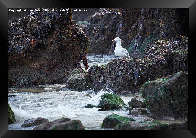 Gull on the rocks at Tenby. Wales, UK. Framed Print by Liam Grant