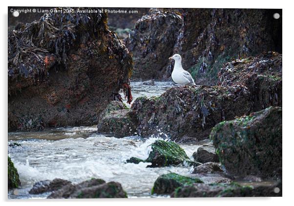 Gull on the rocks at Tenby. Wales, UK. Acrylic by Liam Grant