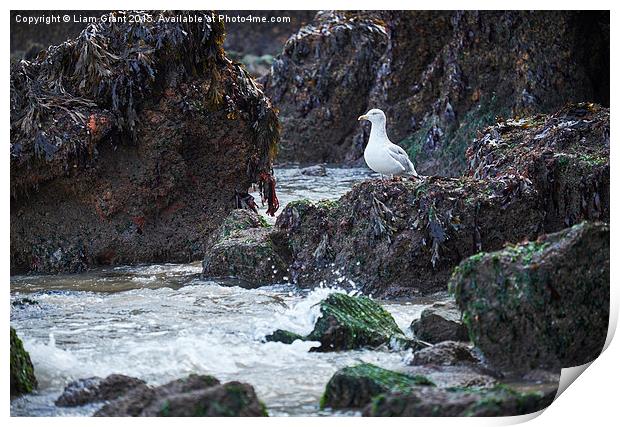 Gull on the rocks at Tenby. Wales, UK. Print by Liam Grant