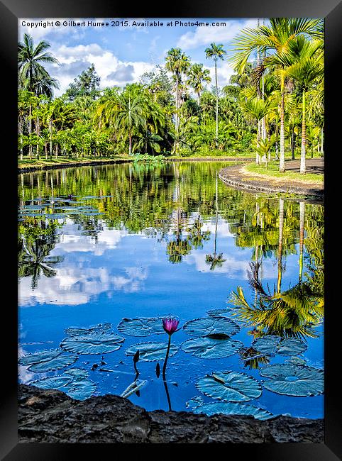 Pamplemousses Botanical Garden  Framed Print by Gilbert Hurree