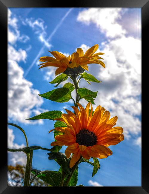  flowers in the sky Framed Print by sue davies