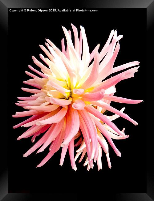  Pink Dahlia flower on black Framed Print by Robert Gipson