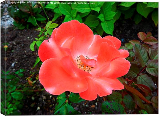  Red and white Flower Canvas Print by Derrick Fox Lomax