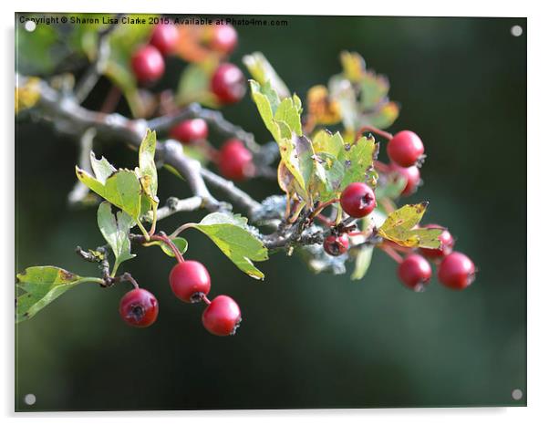  Autumn berries Acrylic by Sharon Lisa Clarke