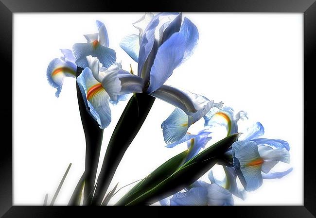  The Rainbow Flower. The Iris Framed Print by Sue Bottomley
