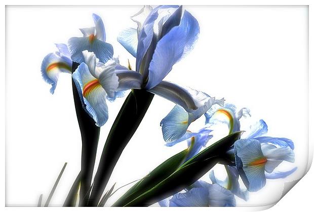  The Rainbow Flower. The Iris Print by Sue Bottomley