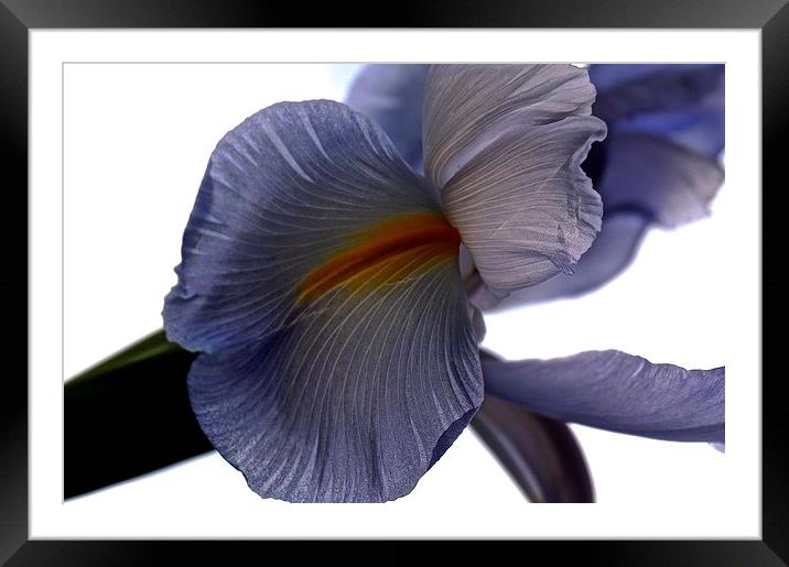 The Rainbow Flower. The Iris Flower  Framed Mounted Print by Sue Bottomley