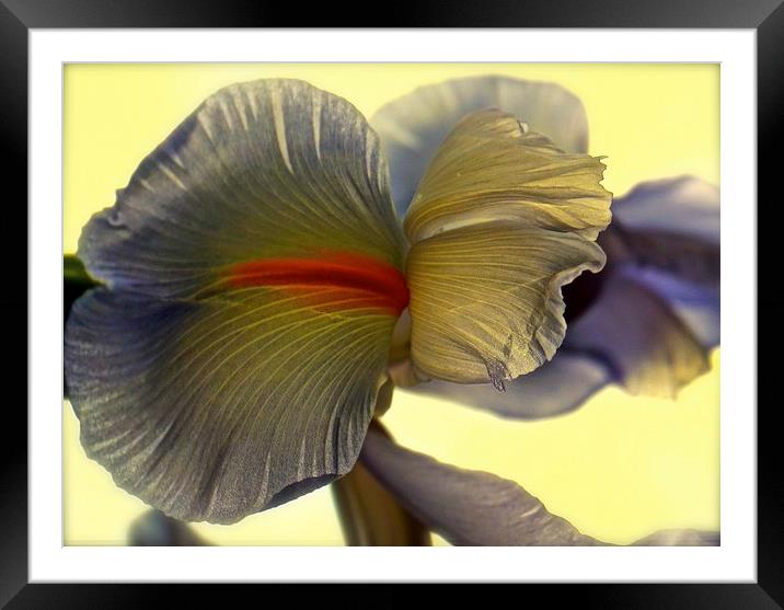 The Iris Flower, The Rainbow Flower  Framed Mounted Print by Sue Bottomley