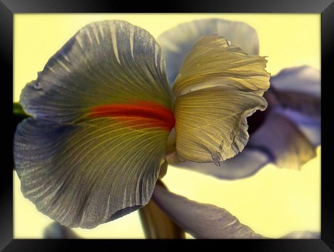 The Iris Flower, The Rainbow Flower  Framed Print by Sue Bottomley
