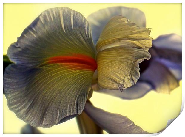 The Iris Flower, The Rainbow Flower  Print by Sue Bottomley