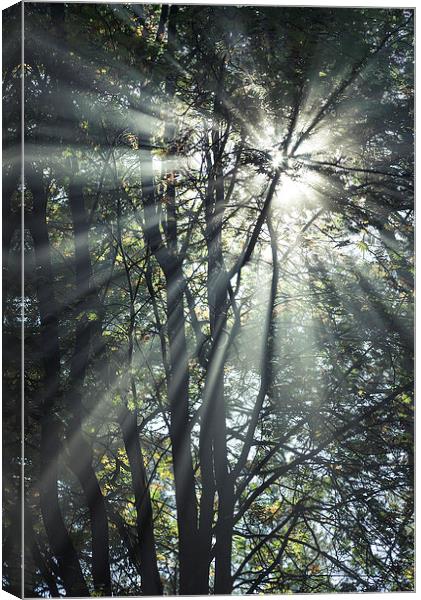 Forest sunbeams on an autumn morning Canvas Print by Andrew Kearton