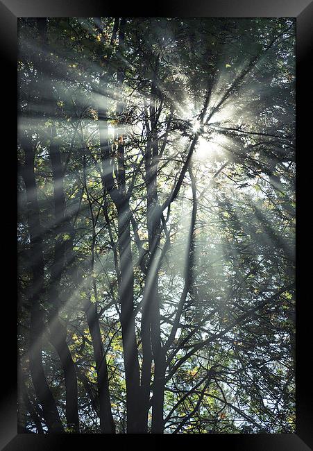 Forest sunbeams on an autumn morning Framed Print by Andrew Kearton