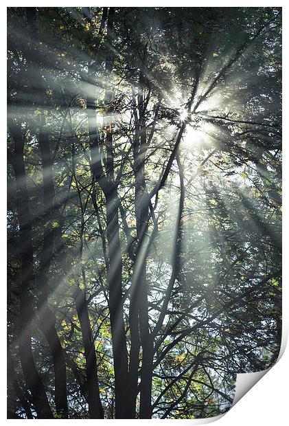Forest sunbeams on an autumn morning Print by Andrew Kearton
