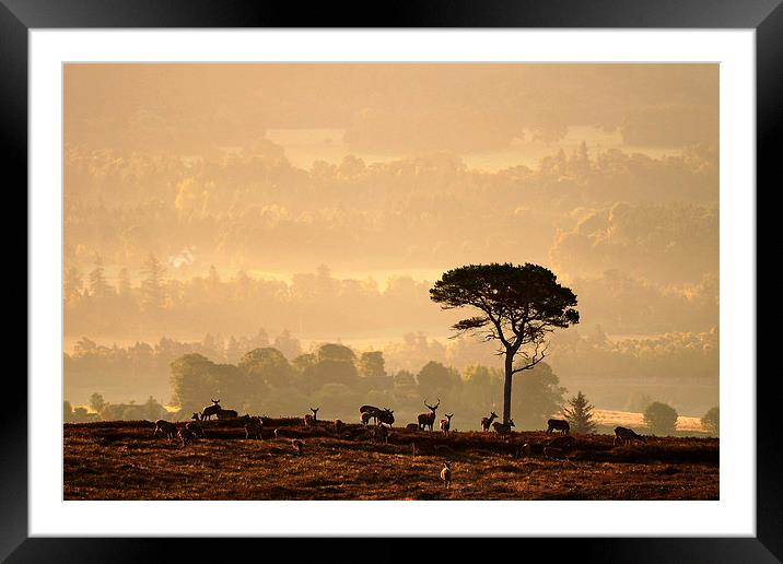  Autumn Morning, Strathglass Framed Mounted Print by Macrae Images