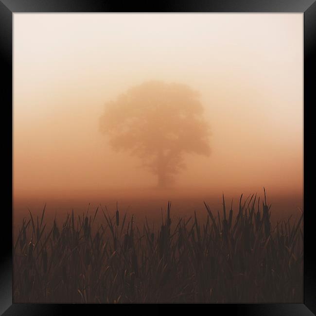  Misty Morning Framed Print by andrew bagley