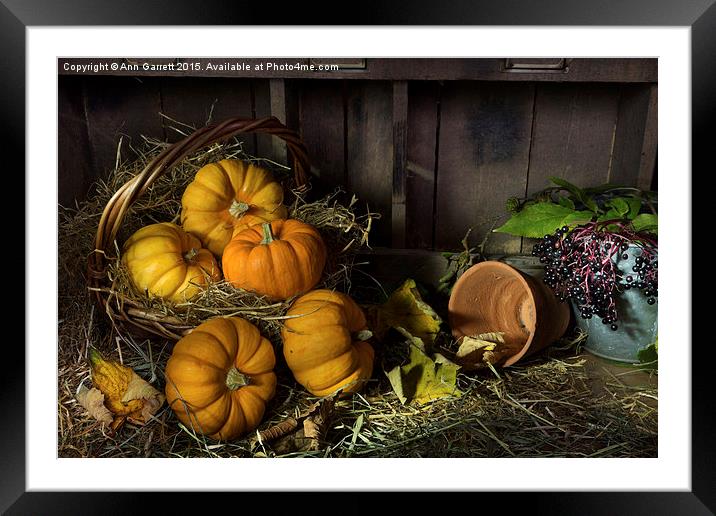 Pumpkins in a Basket Framed Mounted Print by Ann Garrett