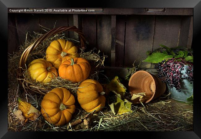 Pumpkins in a Basket Framed Print by Ann Garrett