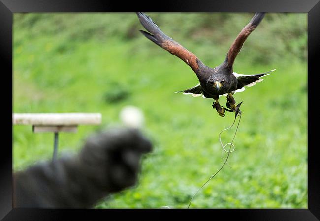  Hawk Framed Print by sean clifford